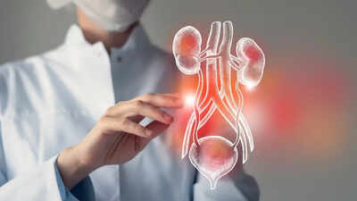 Scientists may have found a way to heal damaged kidneys
