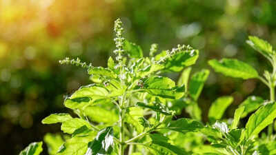 This sacred Indian herb you have been ignoring in your own garden