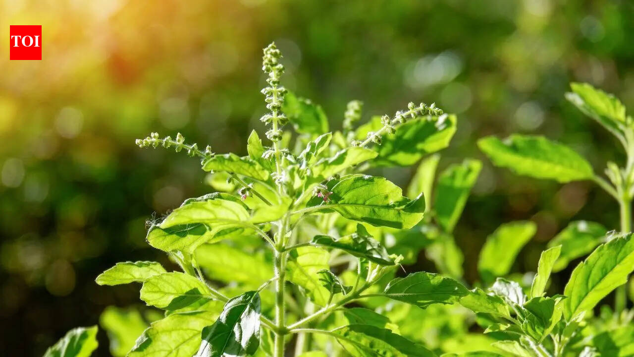 This sacred Indian herb you have been ignoring in your own garden