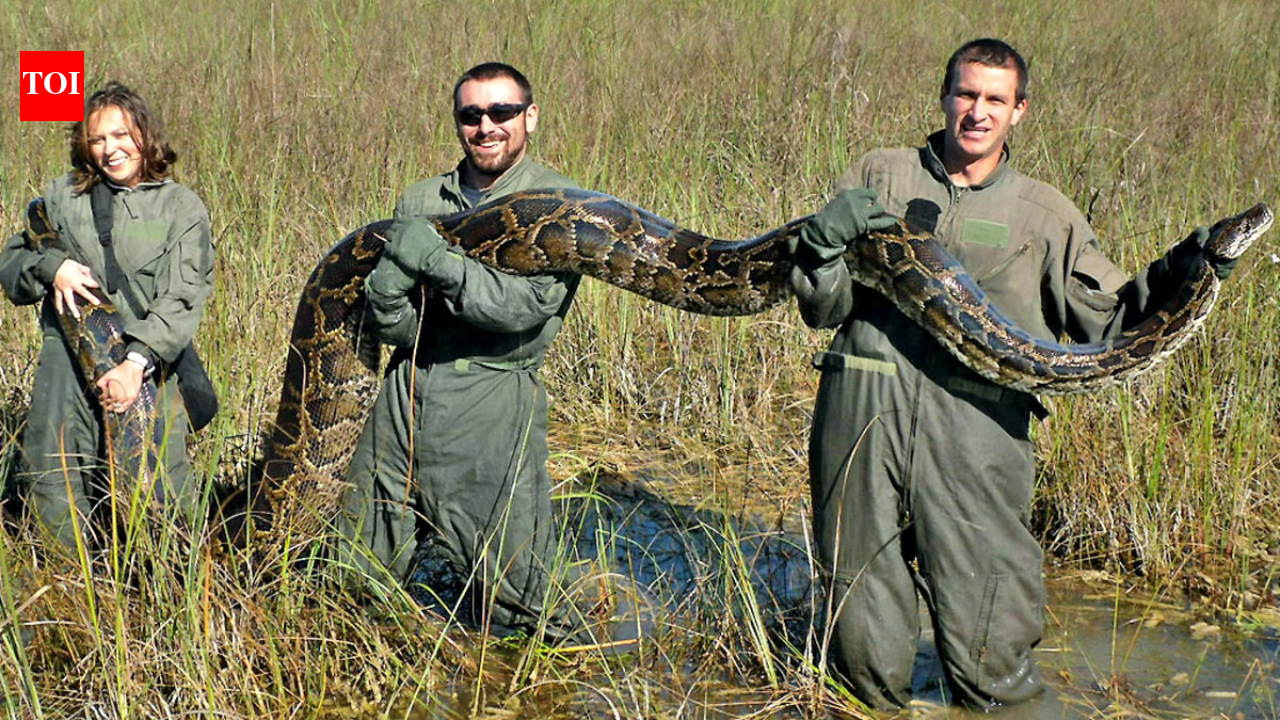Florida's giant Burmese pythons are doing more than eating wildlife, they are transforming the Everglades by spreading seeds