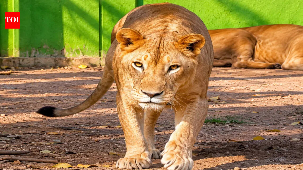 Lioness Zoya, the crowd-puller at Jamshedpur zoo, dies