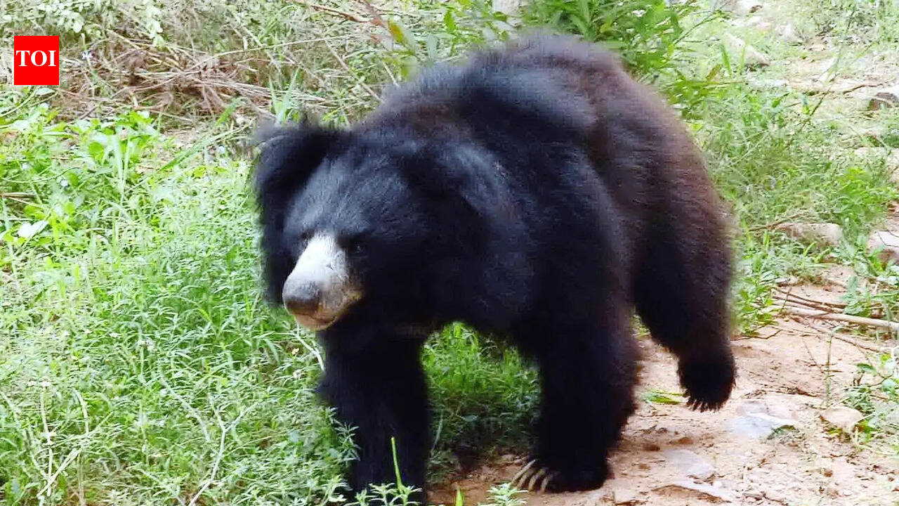 From fruit eaters to forest gardeners: Study reveals sloth bears’ role in seed dispersal