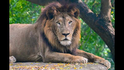 Lion Ajay dies due to lung tumour at Kanpur Zoo