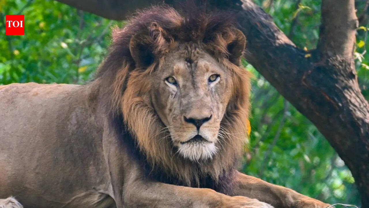 Lion Ajay dies due to lung tumour at Kanpur Zoo