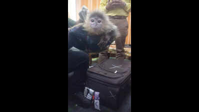 Exotic primate, ball pythons, albino squirrels seized