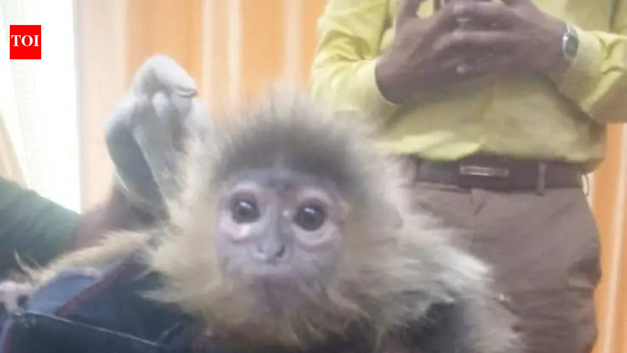 Exotic primate, ball pythons, albino squirrels seized