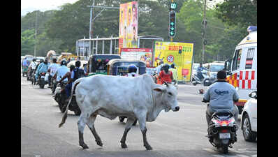 Ahmedabad Municipal Corporation team attacked during stray cattle drive in Naroda; one booked