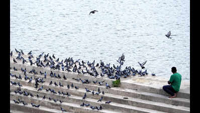 Raj launches wetland, wildlife sanctuary conservation plans