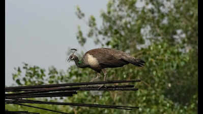 Cool nights, mild days to continue as rain activity persists in Gurgaon