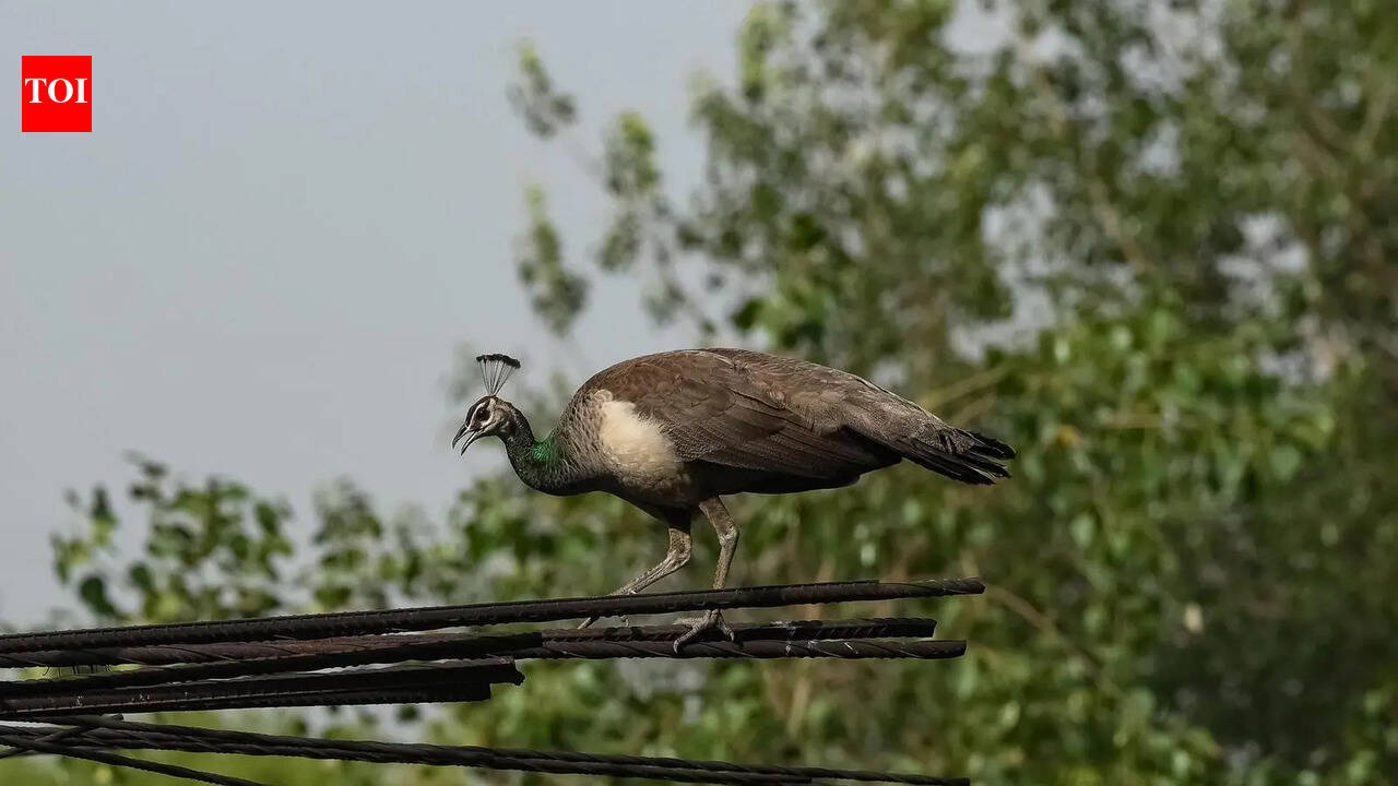 Cool nights, mild days to continue as rain activity persists in Gurgaon