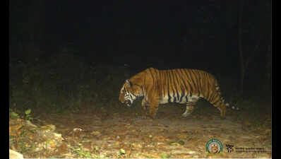 NTCA flags manpower, monsoon hurdles ahead of July 29 Buxa tiger release