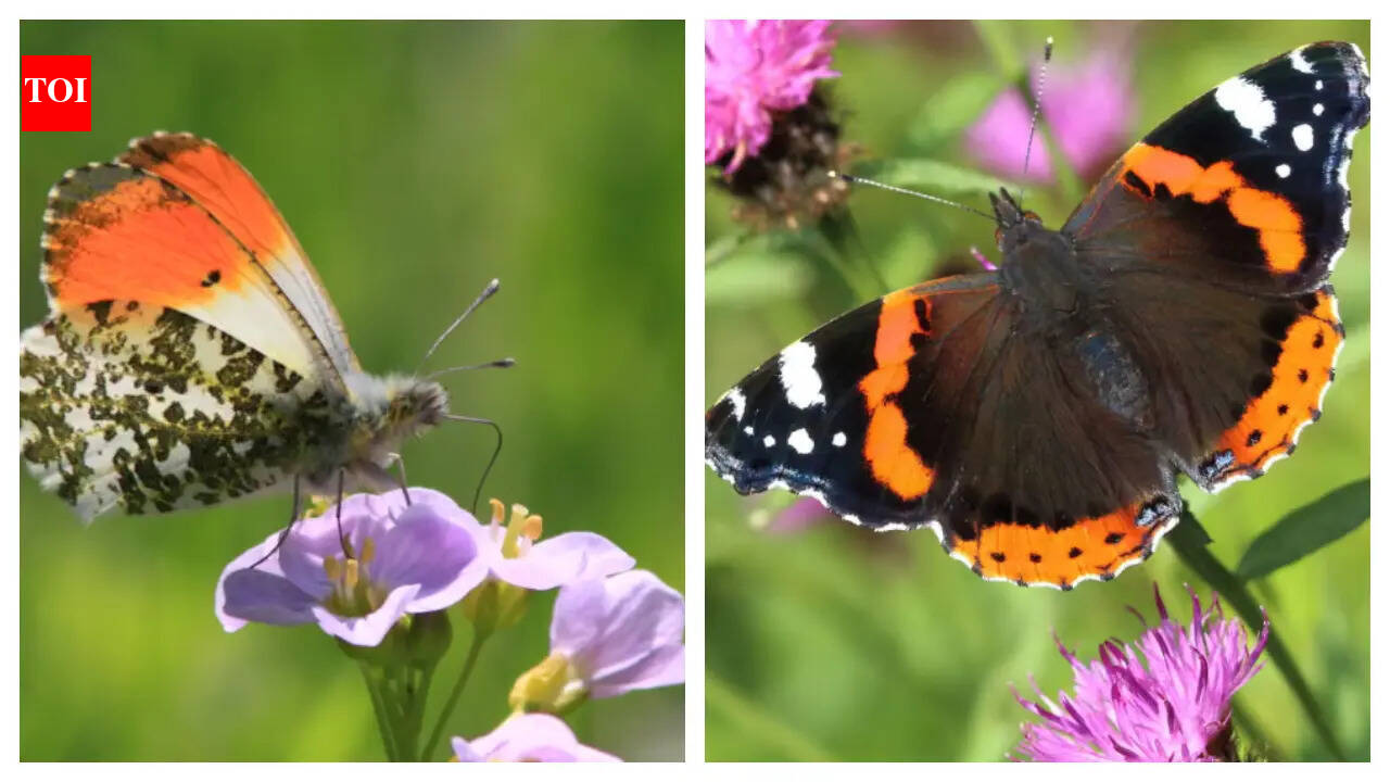 Britain’s favorite Butterfly has been crowned: Why collectors are furious over Britain's new favorite insect