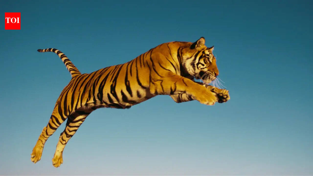 6 wild animals that have been known to prey on humans - what travellers need to know