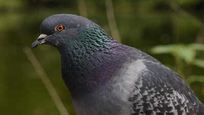  They lock their gaze in place, which may help with balance and navigation, but could also leave them easier to catch