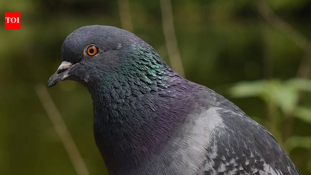 Scientists just tracked a pigeon’s eyes in flight, and the birds do something unexpected after take-off: They lock their gaze in place, which may help with balance and navigation, but could also leave them easier to catch