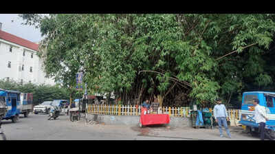 Attempt to cut ‘100-yr-old bamboo grove’ foiled in Doon