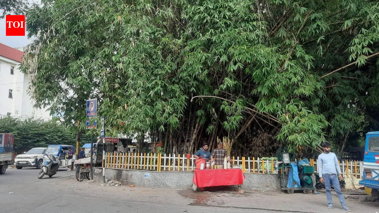 Attempt to cut ‘100-yr-old bamboo grove’ foiled in Doon