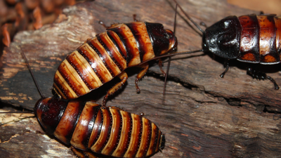  Their DNA contains traces of a 150-million-year-old bacterial partner