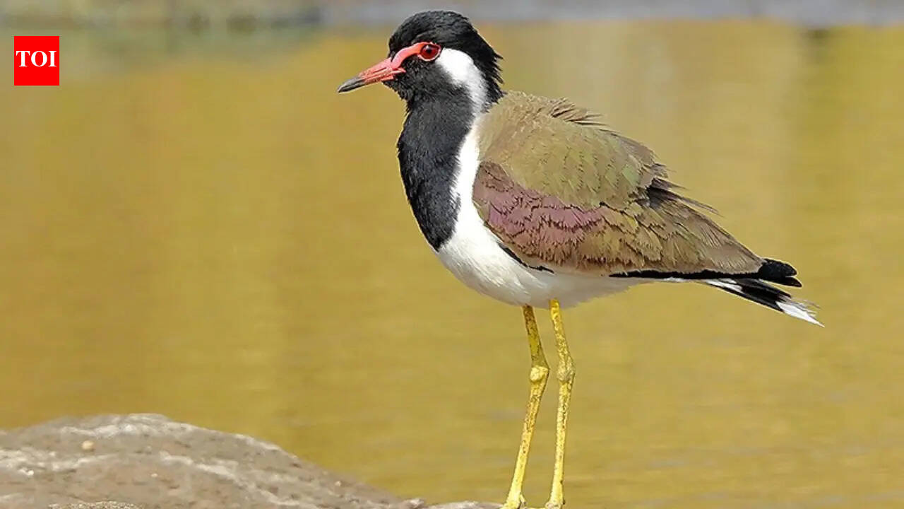 Which bird is known as the ‘Monsoon Forecaster’ that helps farmers predict rainfall