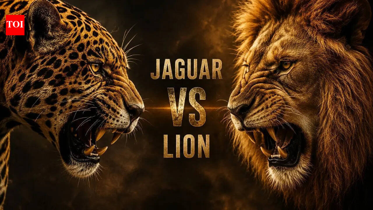 Jaguar vs Lion: Which of these apex predators is actually stronger