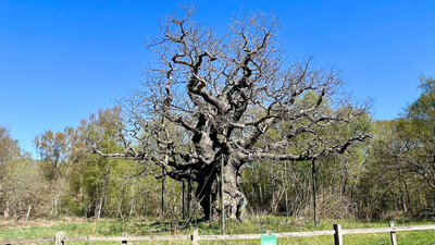  Amazing facts about the legendary Major Oak
