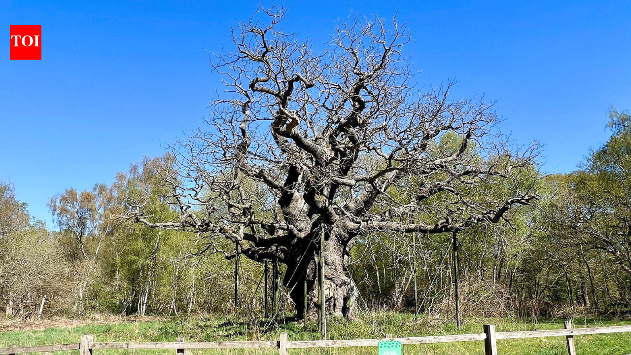 Meet the world-famous Robin Hood oak tree that died after nearly 1,000 years: Amazing facts about the legendary Major Oak