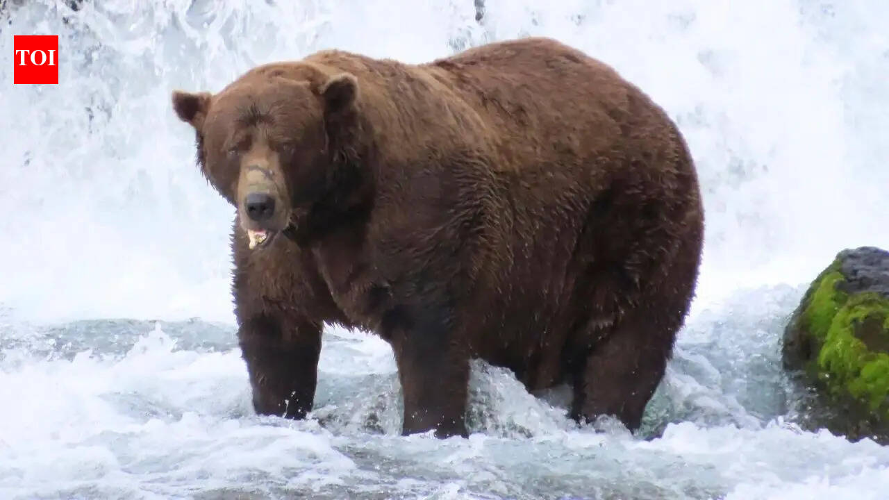 How researchers are planning to use AI to track brown bear behaviour and help in DNA collection