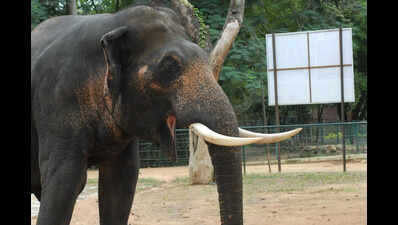Elephant Calf Dies After Falling Into Well in Nayagram