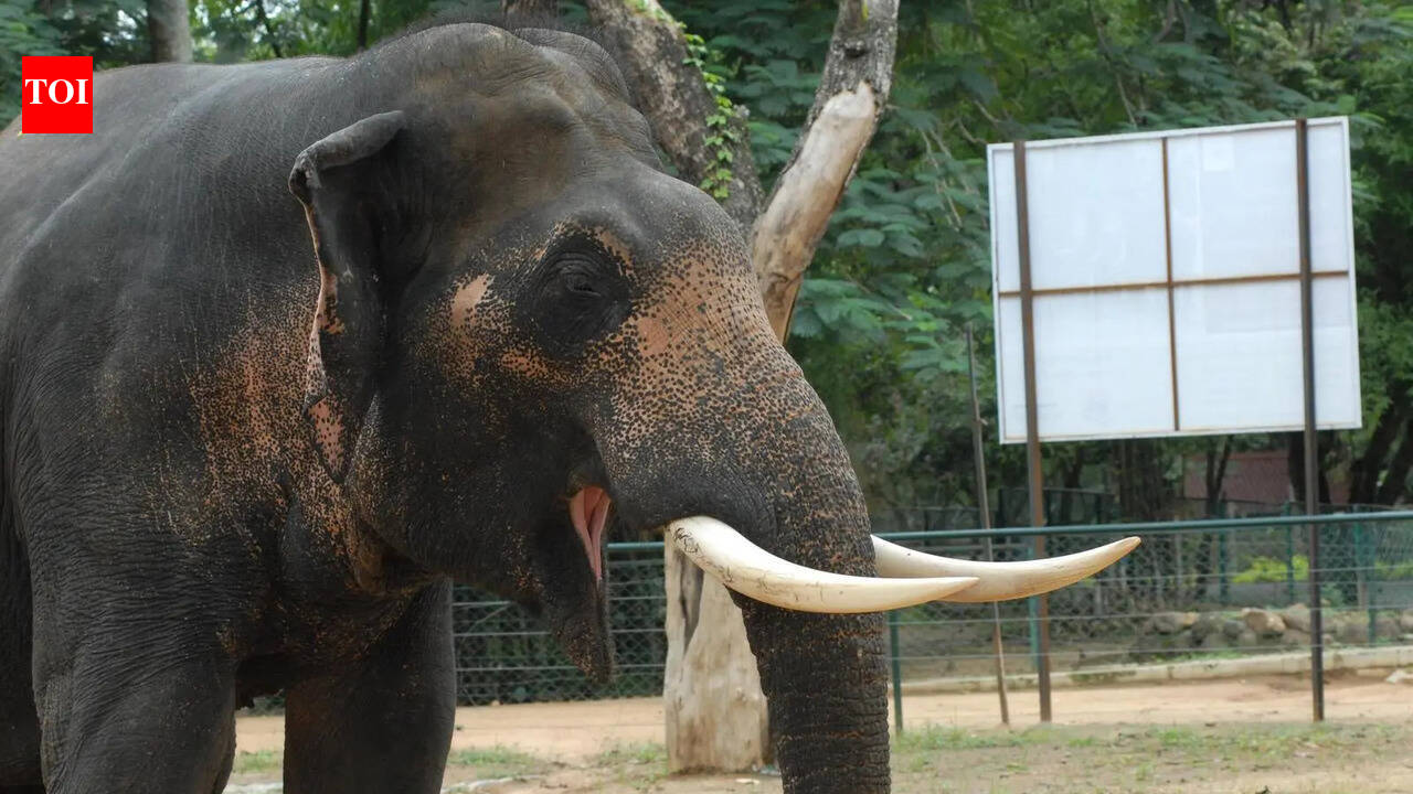 Elephant Calf Dies After Falling Into Well in Nayagram