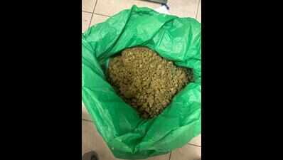 Chennai Customs seize 11kg hydroponic weed, NCB to trace the network