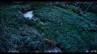 Tiger spotted in Himachal’s Paonta forests may be missing Rajaji big cat