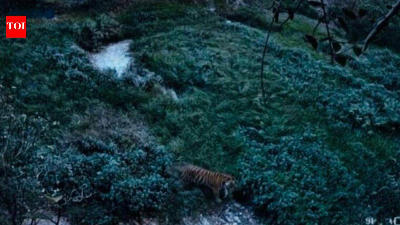 Tiger spotted in Himachal’s Paonta forests may be missing Rajaji big cat