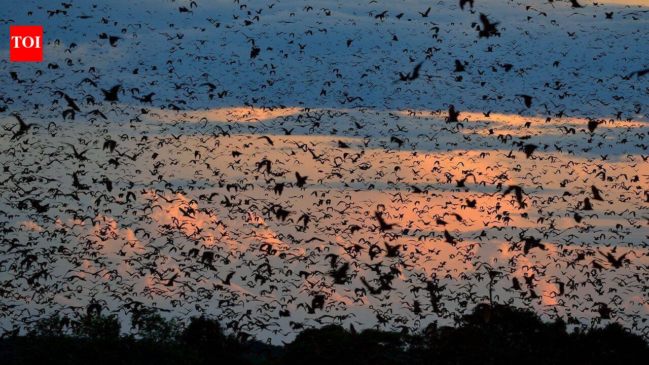 World's largest bat migration: The night Zambia's sky disappears under 10 million bats