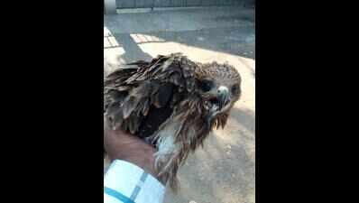 Record number of birds rescued as prolonged summer dries up water sources