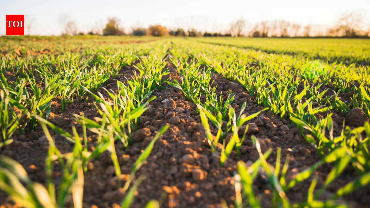 Soil's treasure: Scientists discovered a hidden phosphorus reservoir that could transform the future of food
