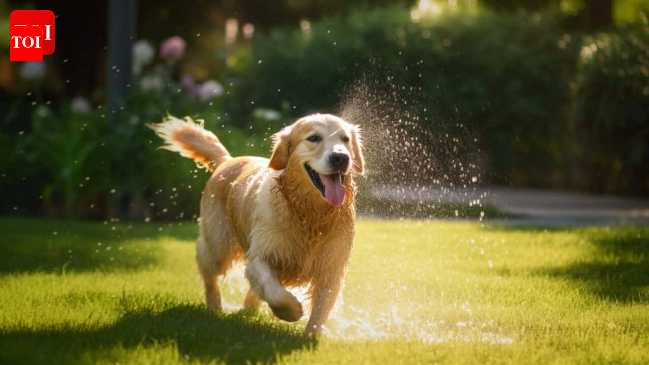 Meet Leo: The Golden Retriever who found the ‘adorable’ and ‘fun’ way of beating the summer heat