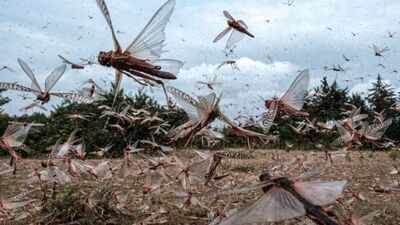  From killer bees to millions of crabs