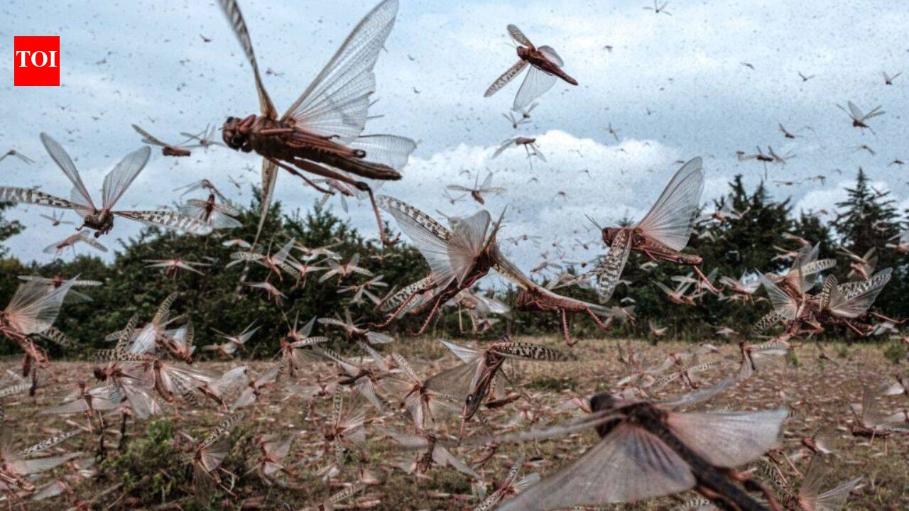 10 scariest swarms on Earth: From killer bees to millions of crabs