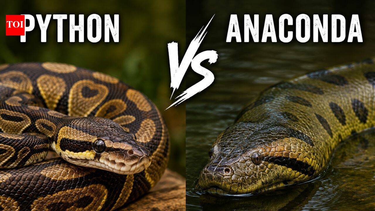 Anaconda vs Python: Comparing the world's most famous giant snakes ...