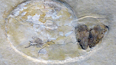 In 2021, quarry workers cut into Spanish limestone and exposed a fossil reef from an ancient sea