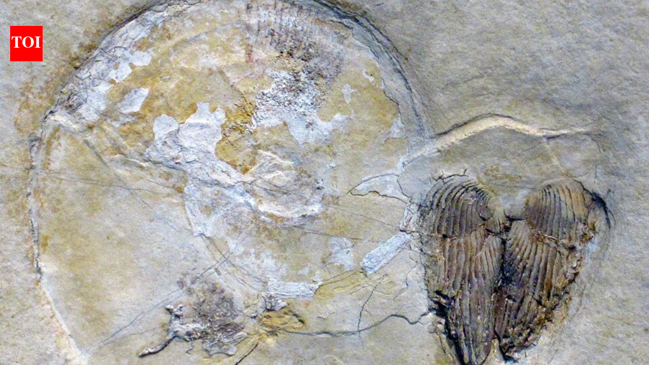 In 2021, quarry workers cut into Spanish limestone and exposed a fossil reef from an ancient sea