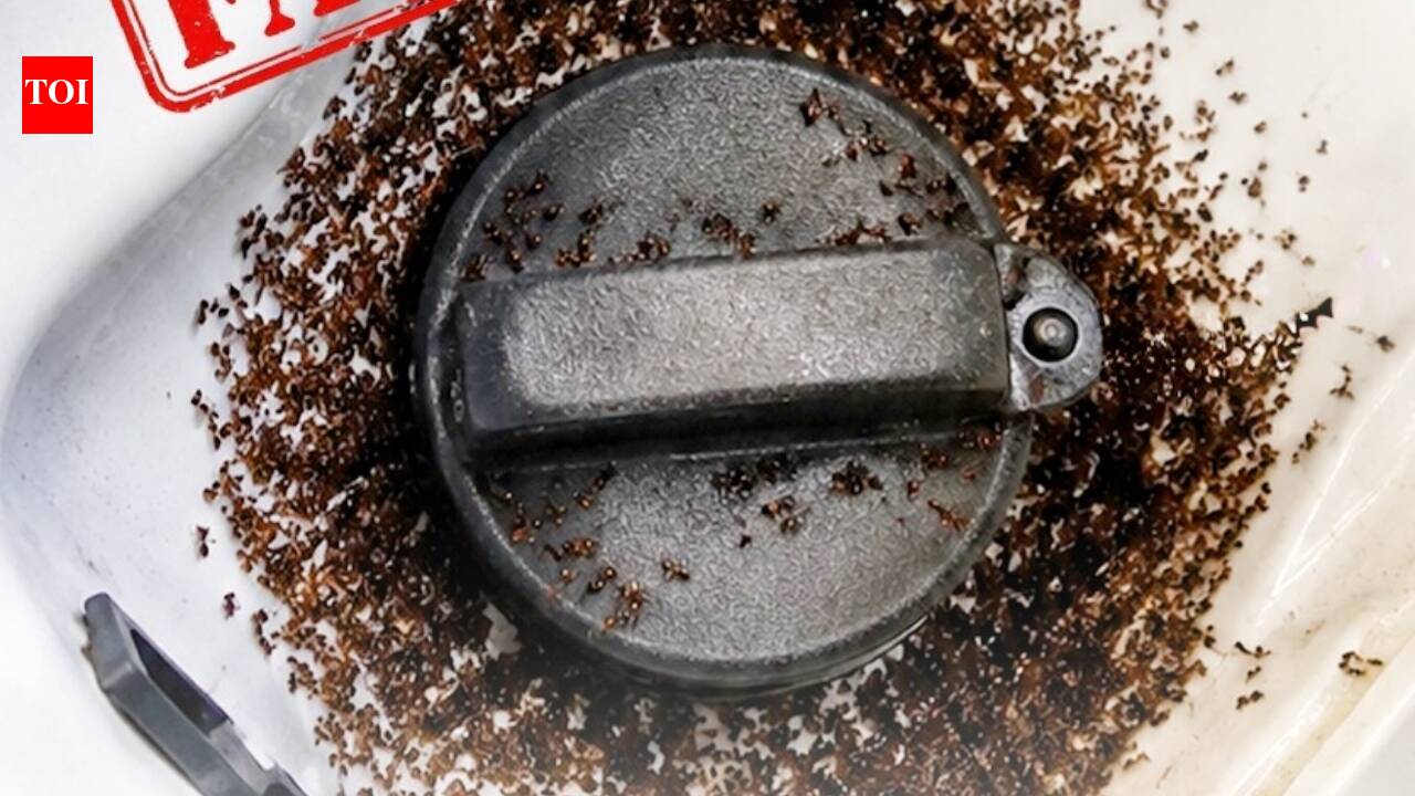 E20 petrol attracts ants? BPCL responds to viral claim, explains matter