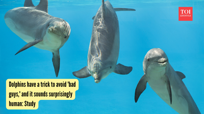 Dolphins have a trick to avoid 'bad guys,' and it sounds surprisingly human: Study