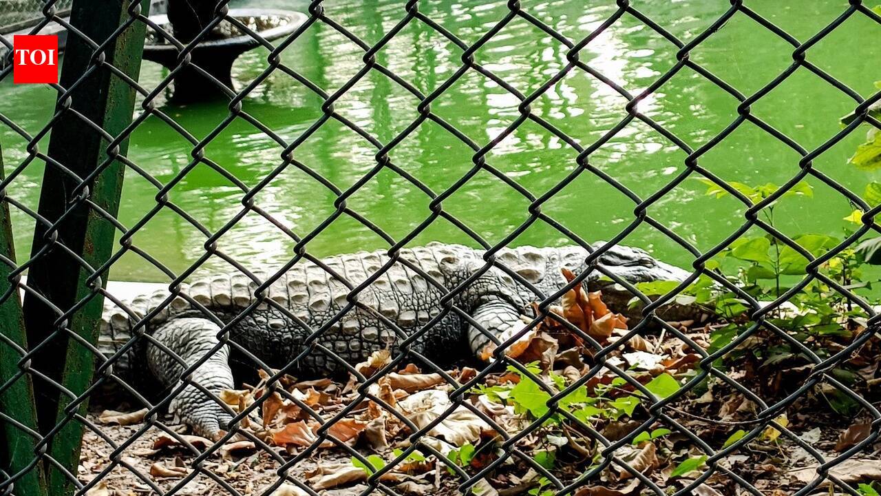 Man arrested after 3-year-old boy found injured in Cambridgeshire zoo crocodile enclosure