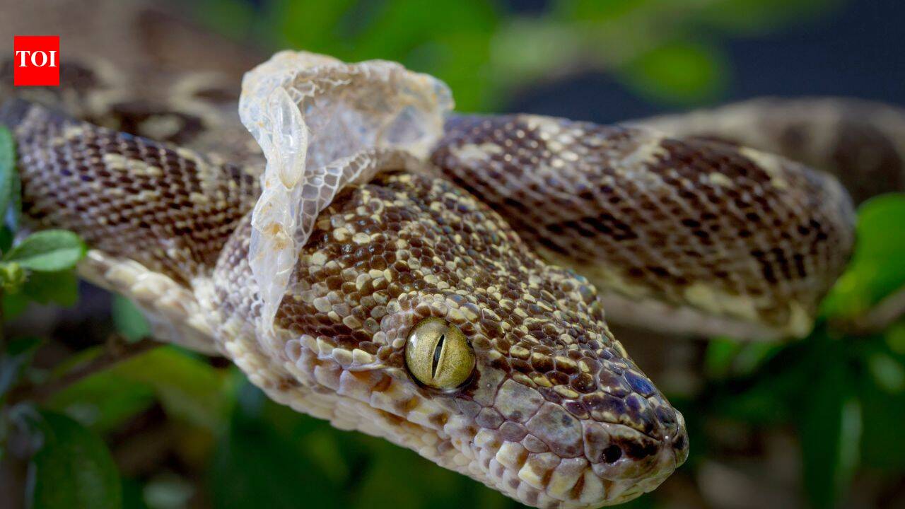 Why Snake shedding is way more disgusting than you think