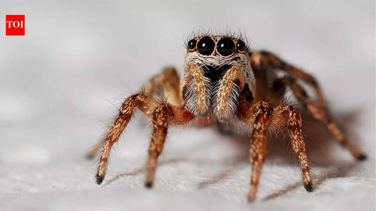 Jumping spider-inspired 3D camera uses under 1W power, may power robots and drones