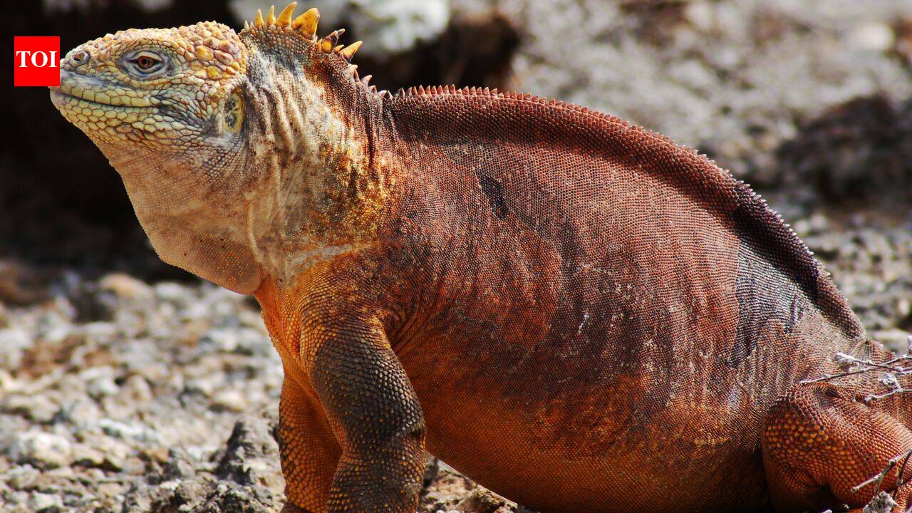 Meet the Galápagos land iguana: The 11-kg cactus-eating reptile helping rebuild entire island ecosystems