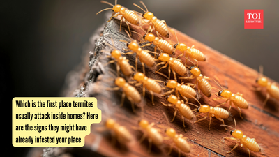Which is the first place termites usually attack inside homes? Here are the signs they might have already infested your place