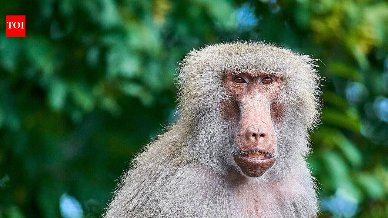 A South African coastal village learns to peacefully share its space with wild baboons, but the model remains a rare exception