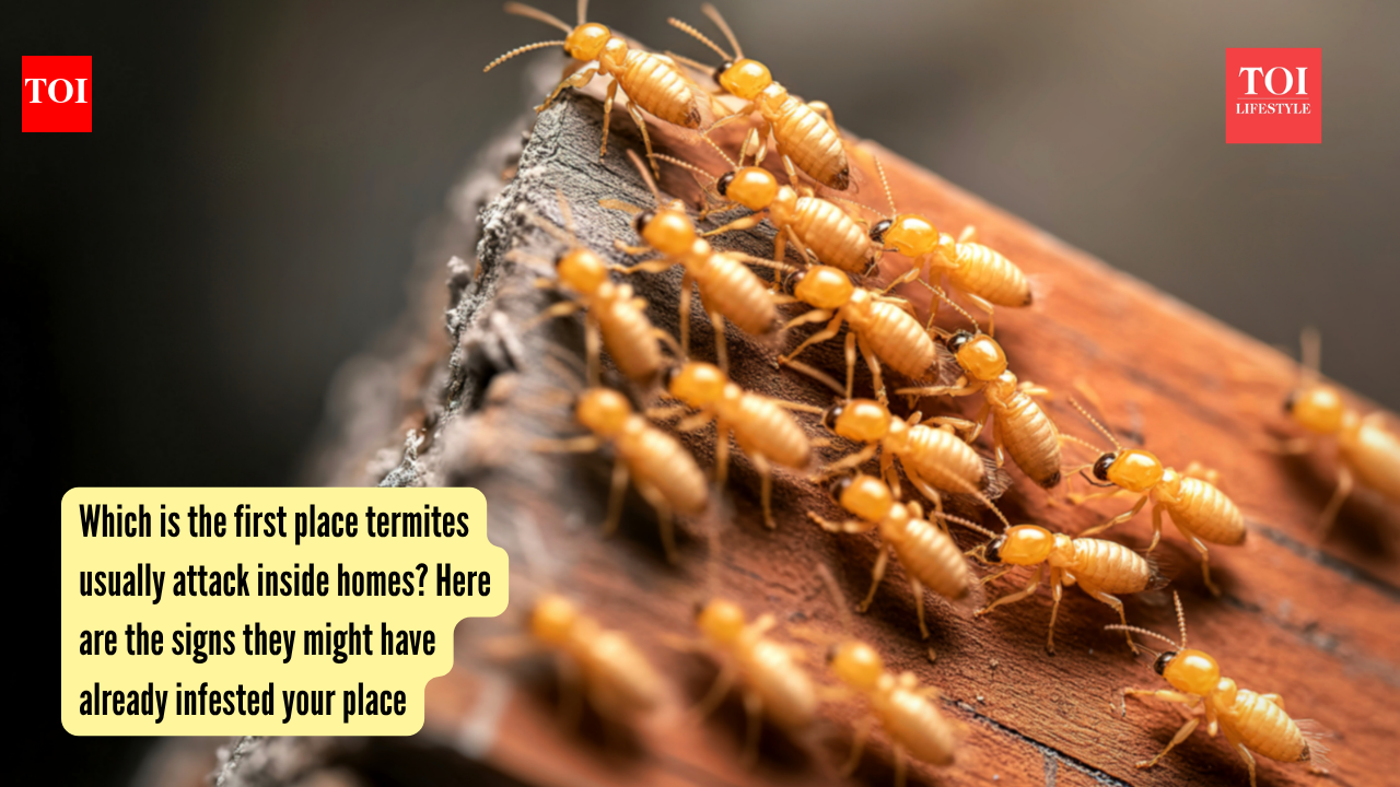 Which is the first place termites usually attack inside homes? Here are the signs they might have already infested your place